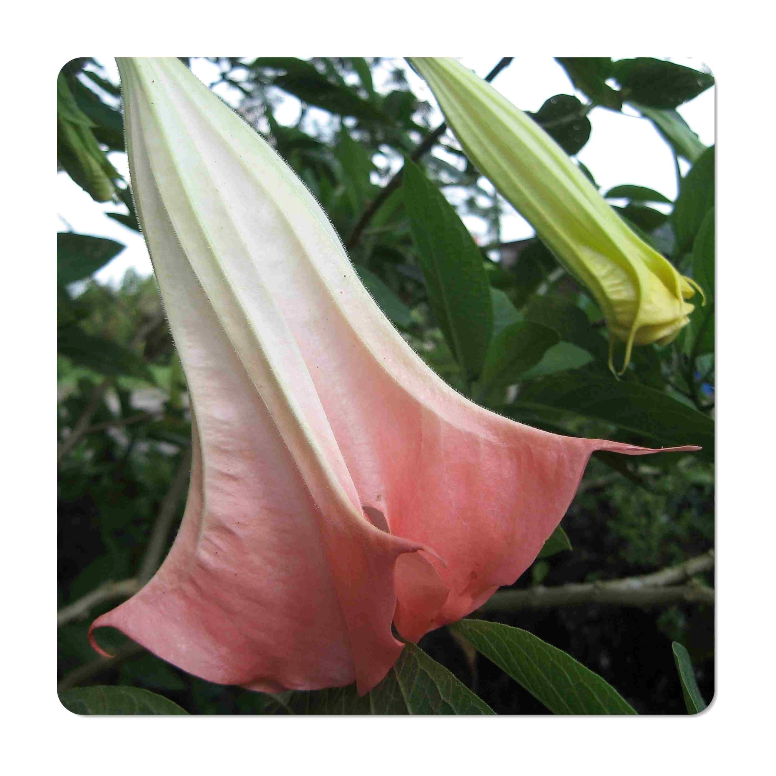 Amazon.com : Brugmansia Hybrid - Angel's Trumpet - Live Tropical